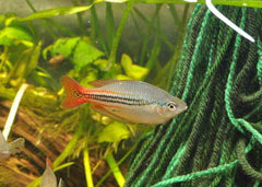 Coburg Aquarium | Australis Rainbow Fish | Shop rainbowfish online