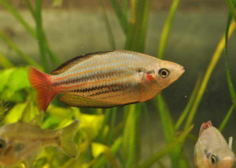 Australian Rainbow Fish Colors Blue Eyed Gertrudae Rainbow Fish Live