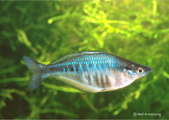 Coburg Aquarium | Axelrods Rainbowfish | Shop rainbowfish online