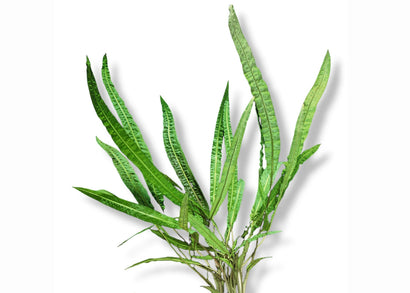 Coburg Aquarium | Balansae Crypt Live Plant | Shop live aquarium plants online