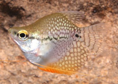 Coburg Aquarium | Balloon Pearl Gouramis | Shop tropical aquarium fish online