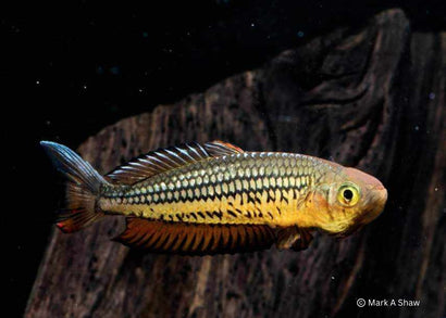 Coburg Aquarium | Ornate Rainbowfish | Shop rainbowfish online