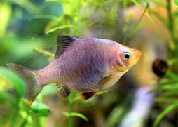 Black Ruby Barb | Auqarium Shop near Me |  Barb Fish for Sale | Live fish online | coburgauqarium.com.au｜Aquarium FIsh for sale | Tropicah fish store | Freshwater Fish | Coburg Aquarium