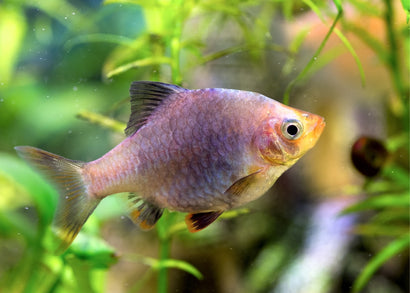 Black Ruby Barb | Auqarium Shop near Me |  Barb Fish for Sale | Live fish online | coburgauqarium.com.au｜Aquarium FIsh for sale | Tropicah fish store | Freshwater Fish | Coburg Aquarium