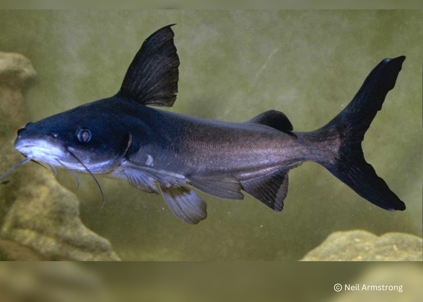 Black Invasive Catfish Black Catfish In Aquariums Huge Black Upside Down Catfish