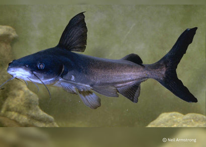 Coburg Aquarium | Berneys catfish | Shop native Australian catfish online