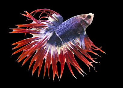 Coburg Aquarium | Thai flag betta | Shop fighter fish online