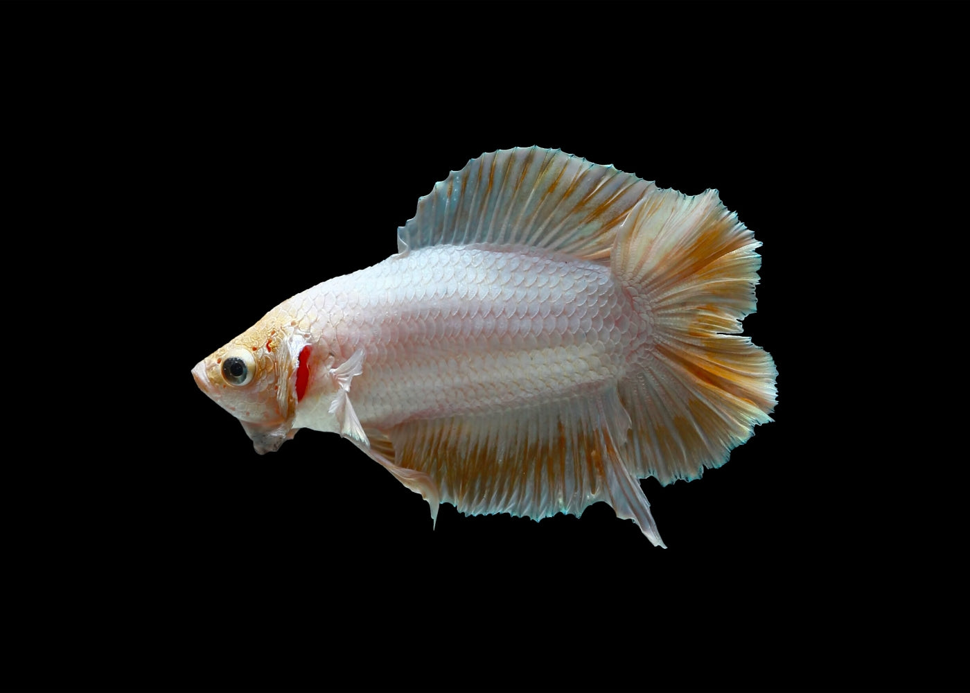 Fighter Double Tail Female – Coburg Aquarium - Main Image
