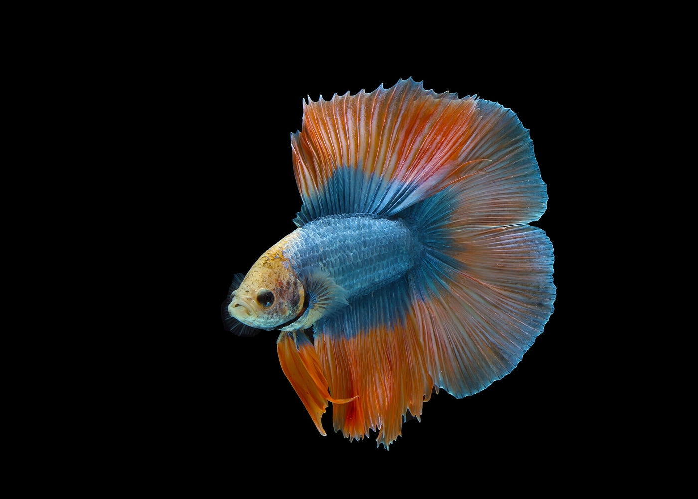 Halp Fish Half Male Half Fish