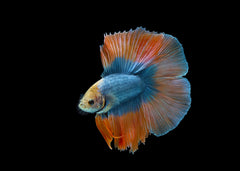 Male Double Tail Halfmoon Betta - breath taking fish - small body pink, blue fish with big fins | Betta For Sale | Tropical Fish Online | Buy Aquarium Fish | Live Freshwater Fish For Sale | Coburg Aquarium | coburgaquarium.com.au