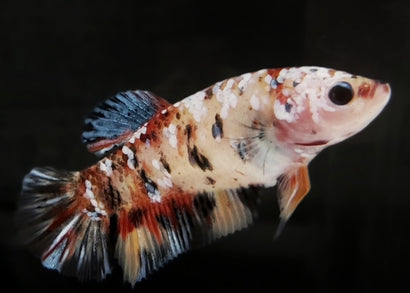 Coburg Aquarium | Female halfmoon plakat | Shop fighter fish online