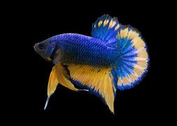 Coburg Aquairum | Halfmoon Plakat Betta | Shop live betta aquarium fish online