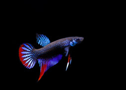 Coburg Aquarium | Betta Imbellis | Shop siamese fighting fish online