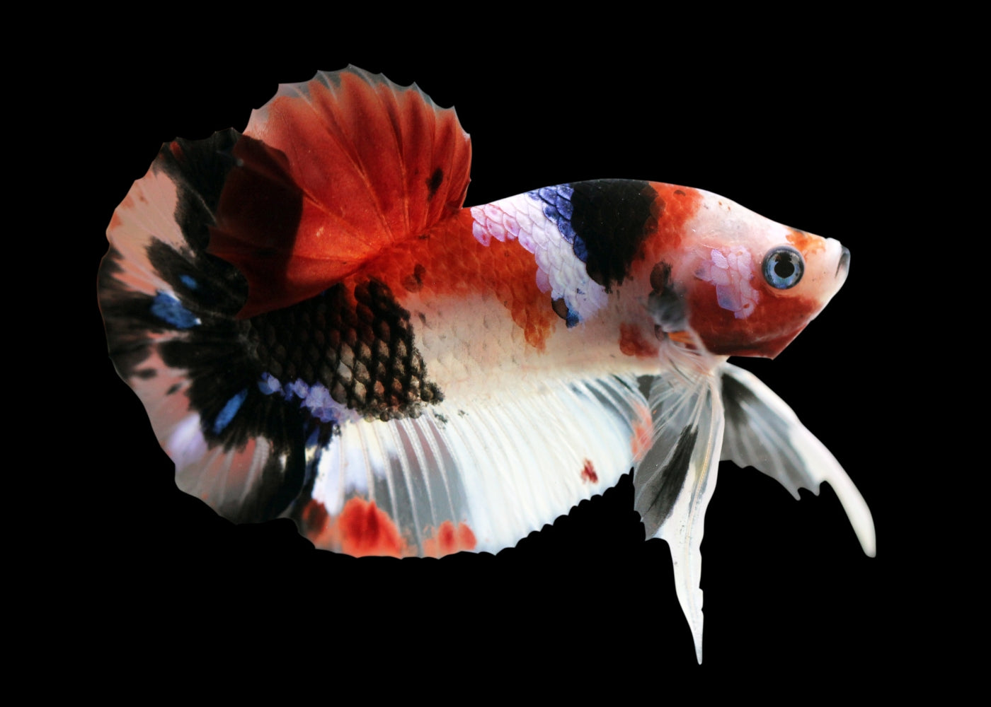 Fighter Male Koi – Coburg Aquarium