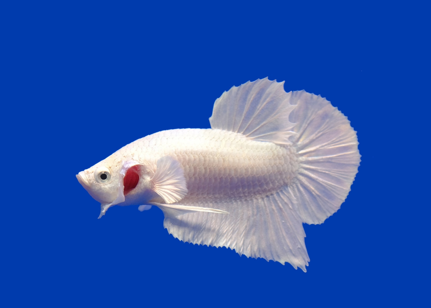 Fighter Male Shortfin – Coburg Aquarium - Main Image