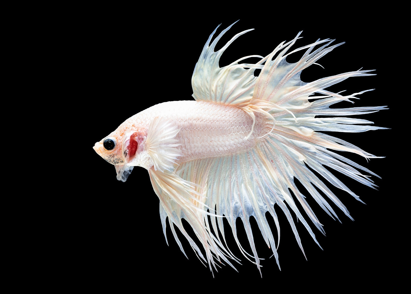 Fighter Crowntail Male White – Coburg Aquarium - Main Image