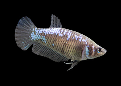 Coburg Aquarium | Fighter - Female HMPK - Samurai Betta | Shop live betta fish online