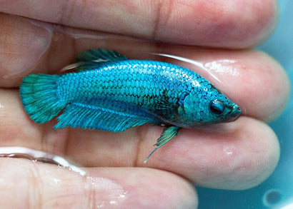 Coburg Aquarium | Halfmoon female | Shop siamese fighting fish online