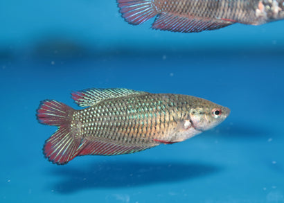 Coburg Aquarium | Female betta doubletail halfmoon | Shop siamese fighting fish online