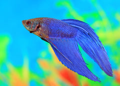 Male Longfin Betta | Betta For Sale | Tropical Fish Online | Buy Aquarium Fish | Live Freshwater Fish For Sale | Coburg Aquarium | coburgaquarium.com.au