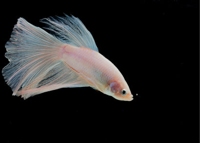 Coburg Aquarium | White longfin betta | Shop siamese fighting fish online
