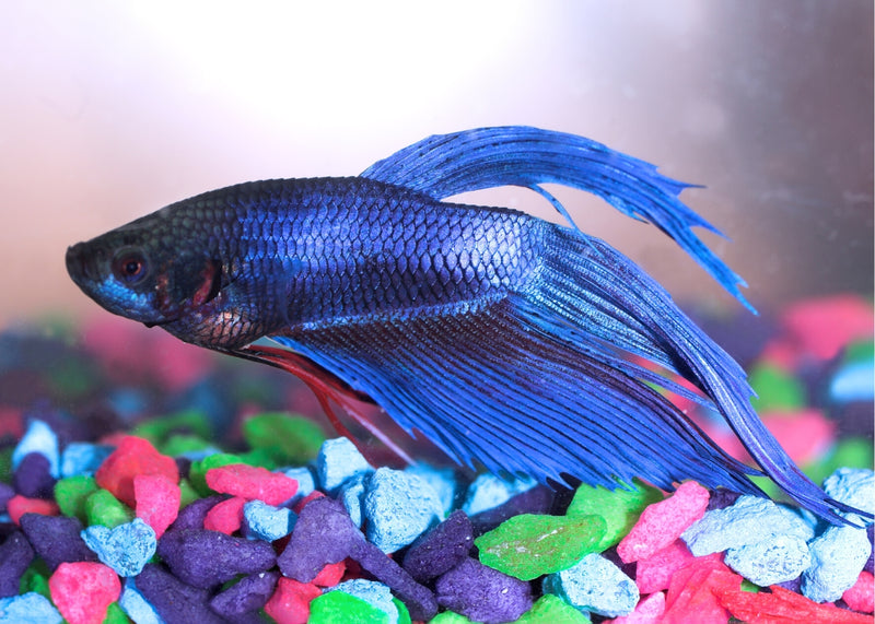 Blue betta fish for orders