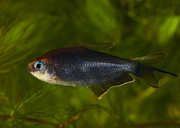 Coburg Aquarium | Emperor Tetra - Black