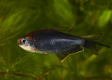 Emperor Tetra - Black (Special 6 for $30)