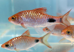 Coburg Aquarium | Black Spot Barb | Shop live aquarium fish online