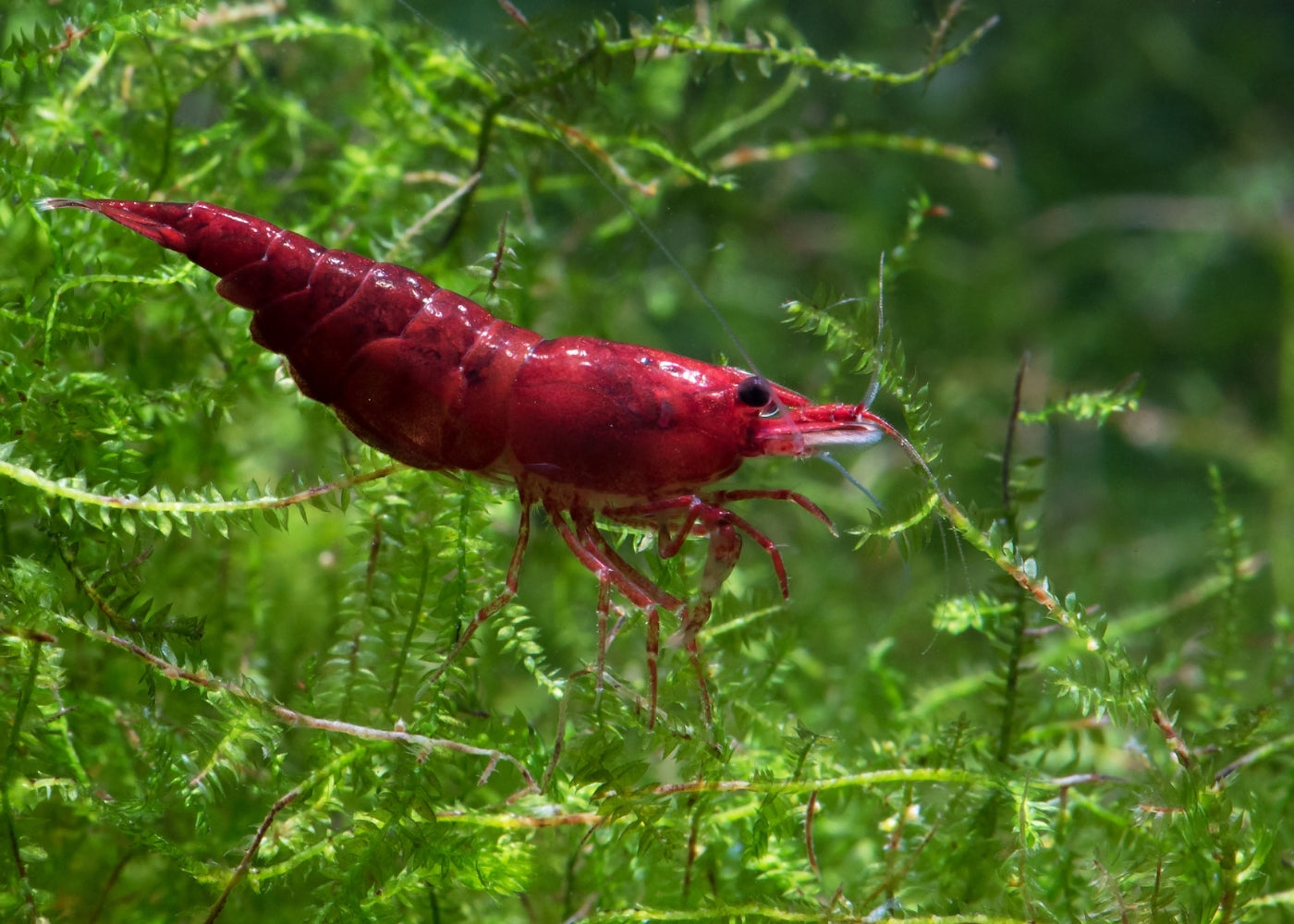 Coburg Aquarium | Bloody Mary Cherry Shrimp | Shop freshwater aquarium shrimp online