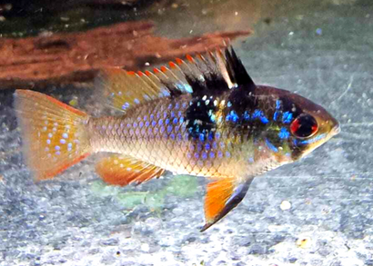 Coburg Aquarium | Blue/Black Dark Knight Ram | Shop tropical fish online