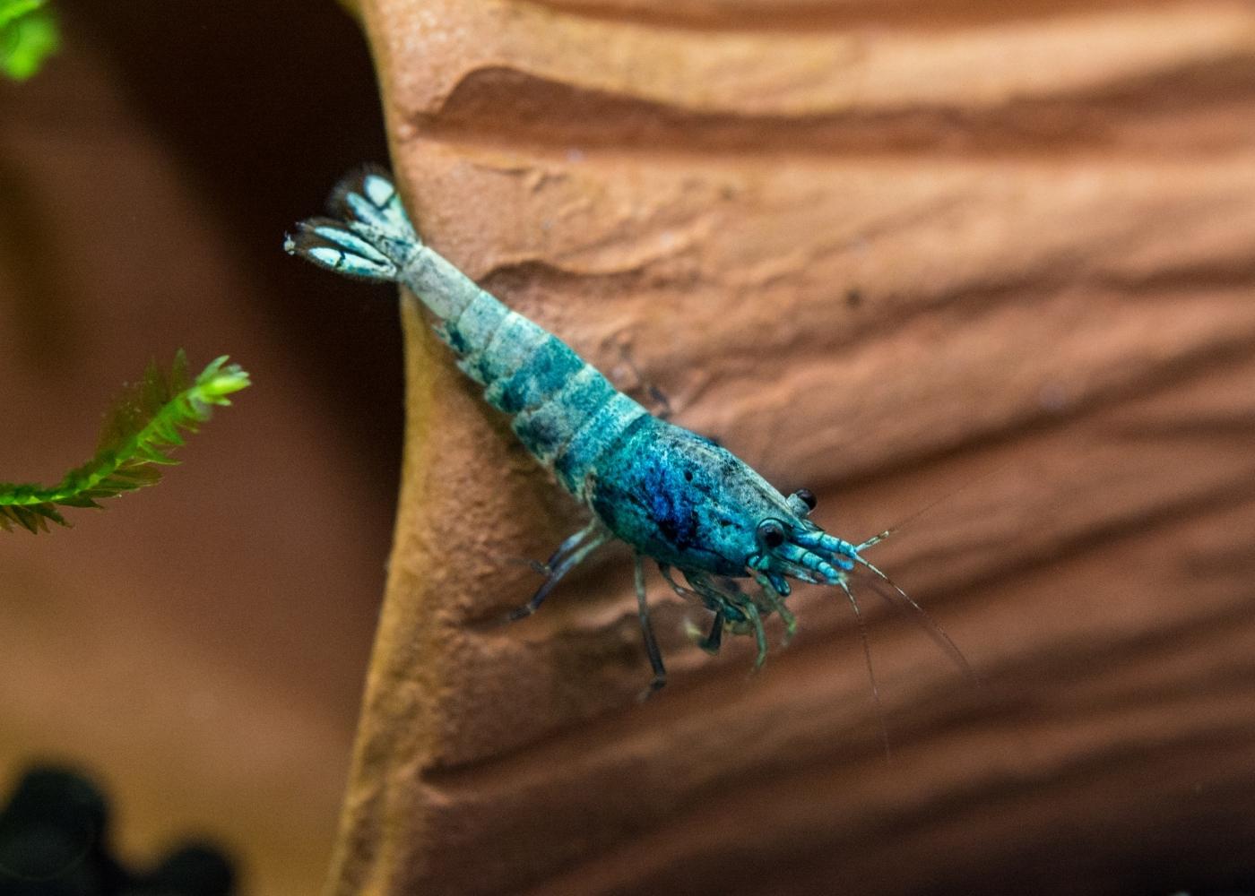 10+2 Blue Bolt Shrimp - Freshwater Caridina Bee Shrimp For Aquarium - Live Arrival Guarantee