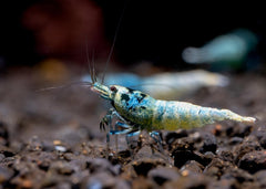 Coburg Aquarium | Blue Bolt Shrimp | Shop freshwater aquarium shrimp online