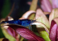 Coburg Aquarium | Blue Cherry Shrimp | Shop freshwater shrimp online