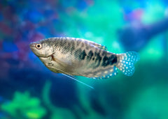 Gourami Assorted| Aquarium Fish| Freshwater fish| coburgaquarium.com.au|Pet Fish online| Coburg Aquarium| Live Fish Store| Buy Fish online