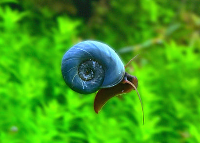 Coburg Aquarium | Blue Ramshorn Snail | Shop live aquarium snails online