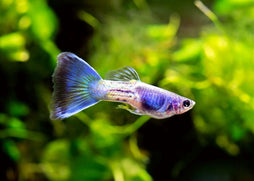 Coburg Aquarium | Guppy Male Blue Sapphire | Shop tropical aquarium fish online