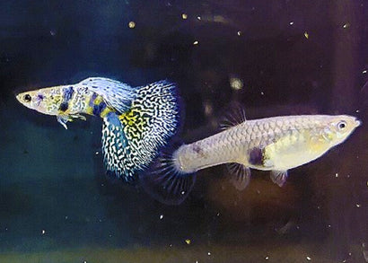 Coburg Aquarium | Guppy - Blue Tiger Pair | Shop aquarium fish online