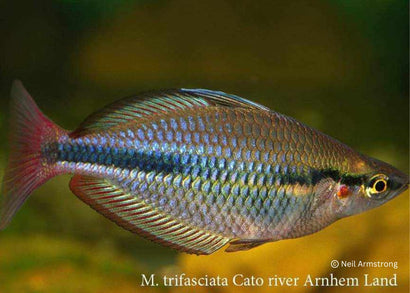 Coburg Aquarium | Banded Rainbowfish Cato River Rainbowfish | Shop rainbowfish online