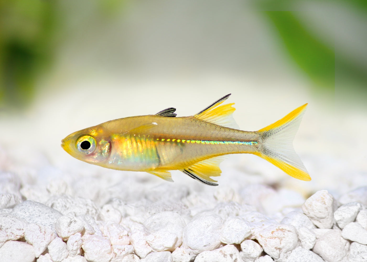 Coburg Aquarium | Celebes Rainbowfish | Shop live aquarium fish online