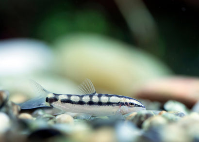 Dwarf Chain Loach Aquarium fish