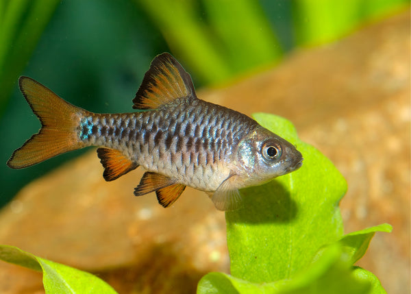 Checker Barb – Coburg Aquarium