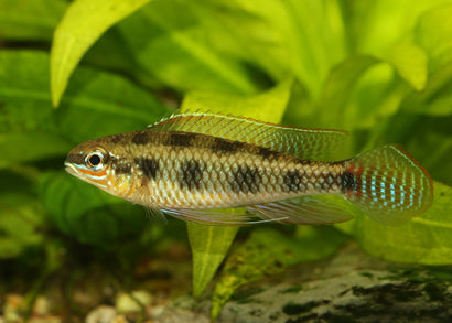 Coburg Aquarium | Checkered Board Cichlid | Shop live aquarium fish online
