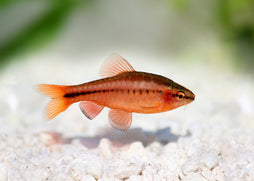 Coburg Aquarium | Cherry Barb | Shop live aquarium fish online