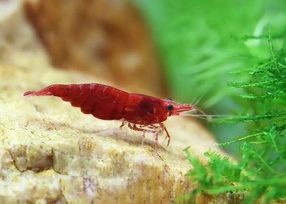 Coburg Aquarium | Red Cherry Shrimp | Shop live aquarium fish online
