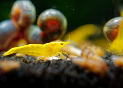 Coburg Aquarium | Yellow Cherry Shrimp | Shop live aquarium fish online