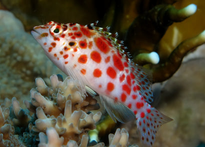 Coburg Aquarium | Hawkfish - Pixie