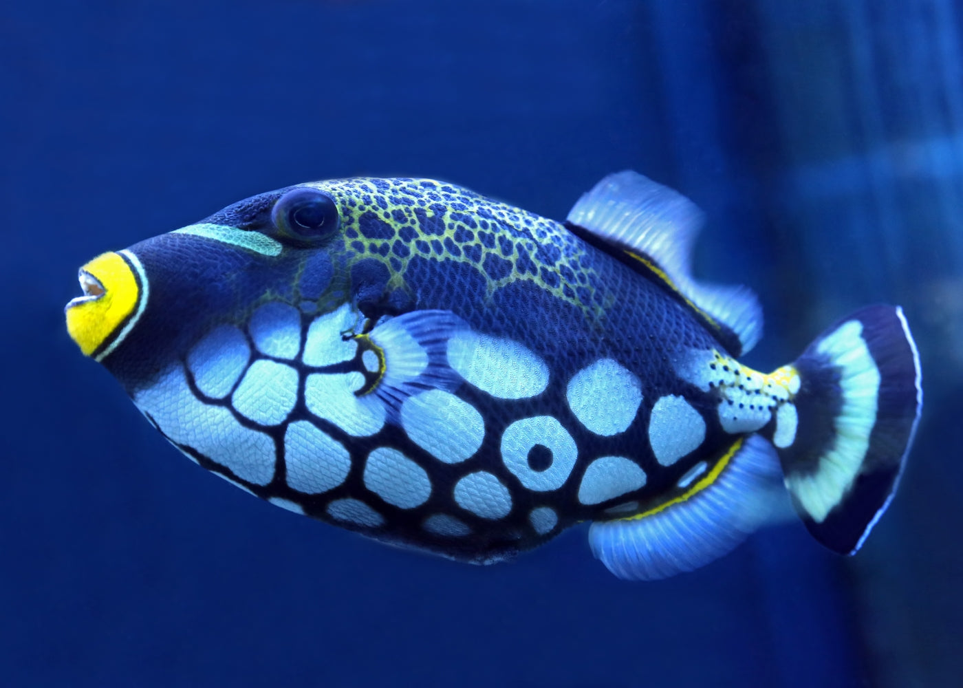 Trigger Fish - Clown – Coburg Aquarium
