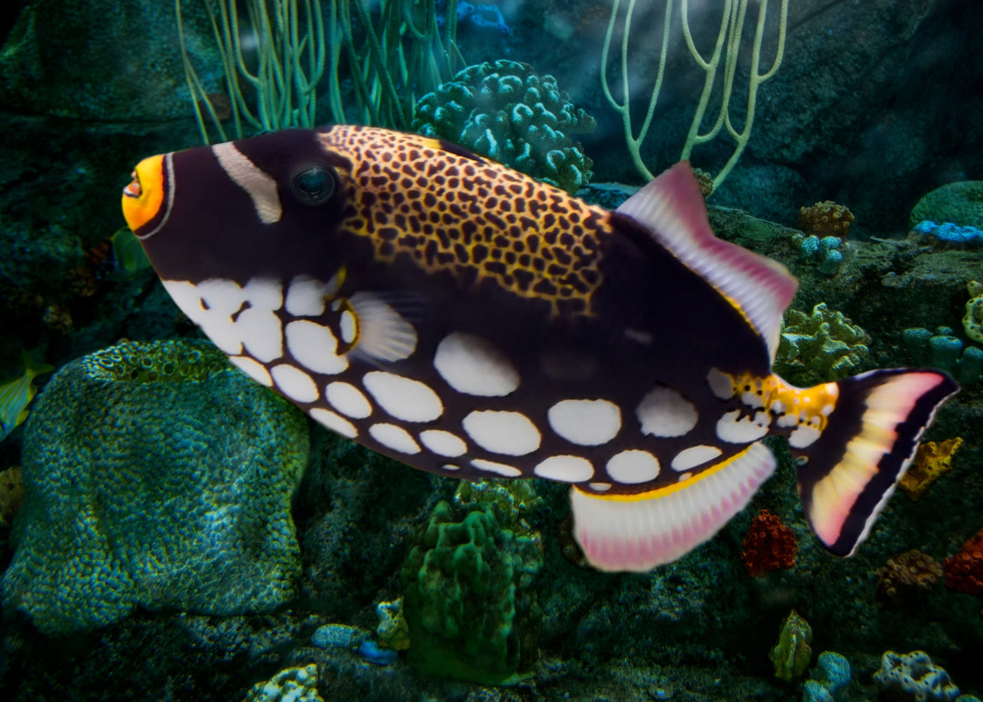 Trigger Fish - Clown – Coburg Aquarium
