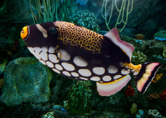 Coburg Aquarium | Trigger Fish - Clown